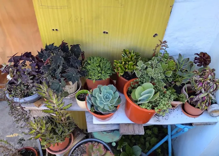 Casa De La Ferienhaus São Roque do Pico